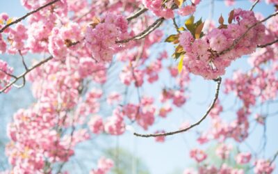 Vancouver Cherry Blossom Festival 2024