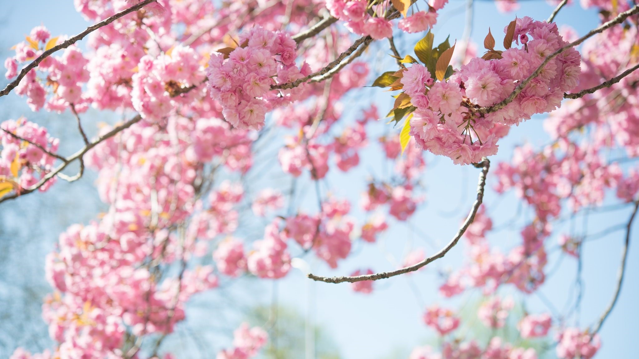 Vancouver Cherry Blossom Festival